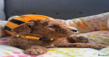 Mixed Breed dogs - Advert 4