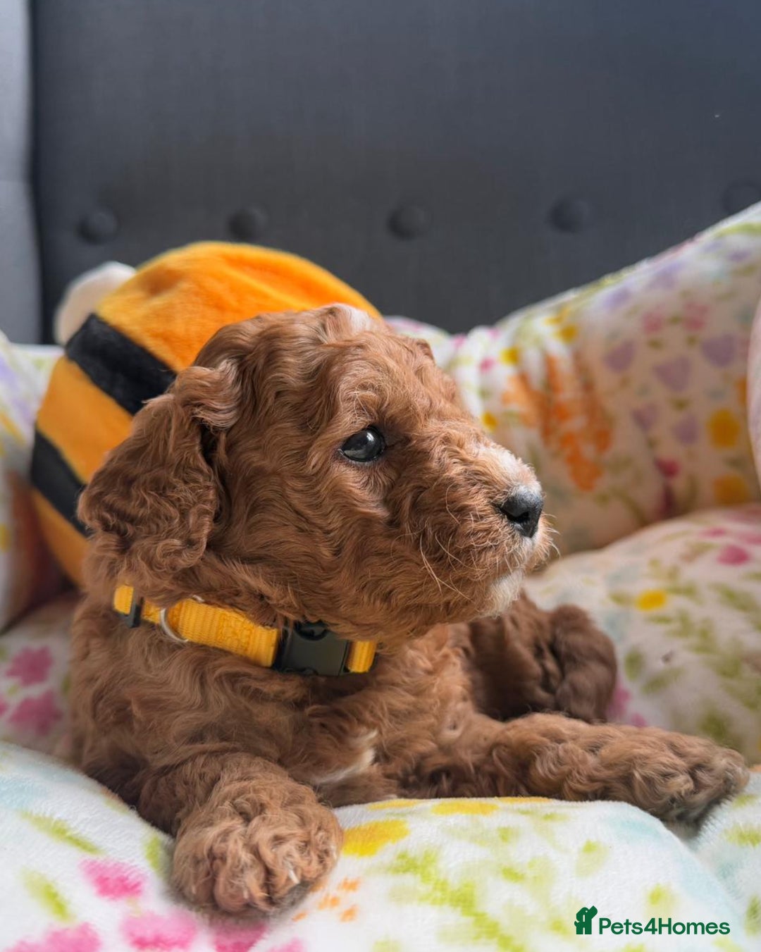Mixed Breed dogs for sale: Mini Double Doodles 🧬 Tested Clear  - Image 3