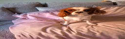 Cavalier King Charles Spaniel dogs for sale: Beautiful Cavalier King Charles  - Advert 3