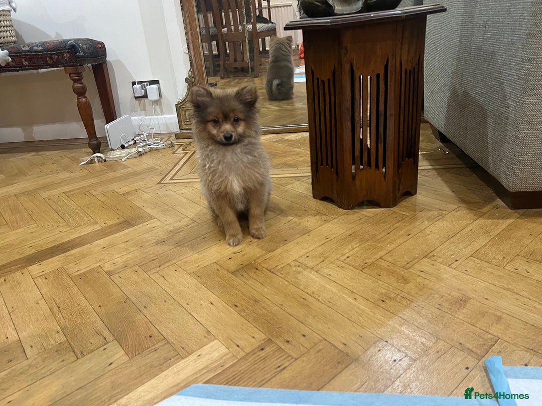 Mixed Breed dogs for sale: Forever Home Wanted  - Advert 19