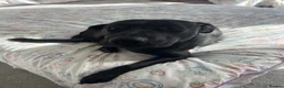 Labrador Retriever dogs for sale: 3 year old Black Labrador  in Stockport - Advert 2