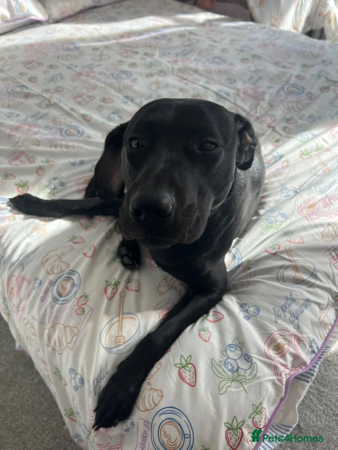 Labrador Retriever dogs for sale: 3 year old Black Labrador  in Stockport - Advert 2