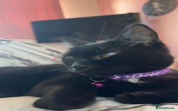 British Longhair cats for sale: British longhair cross ragdoll kittens for sale! - Image 2