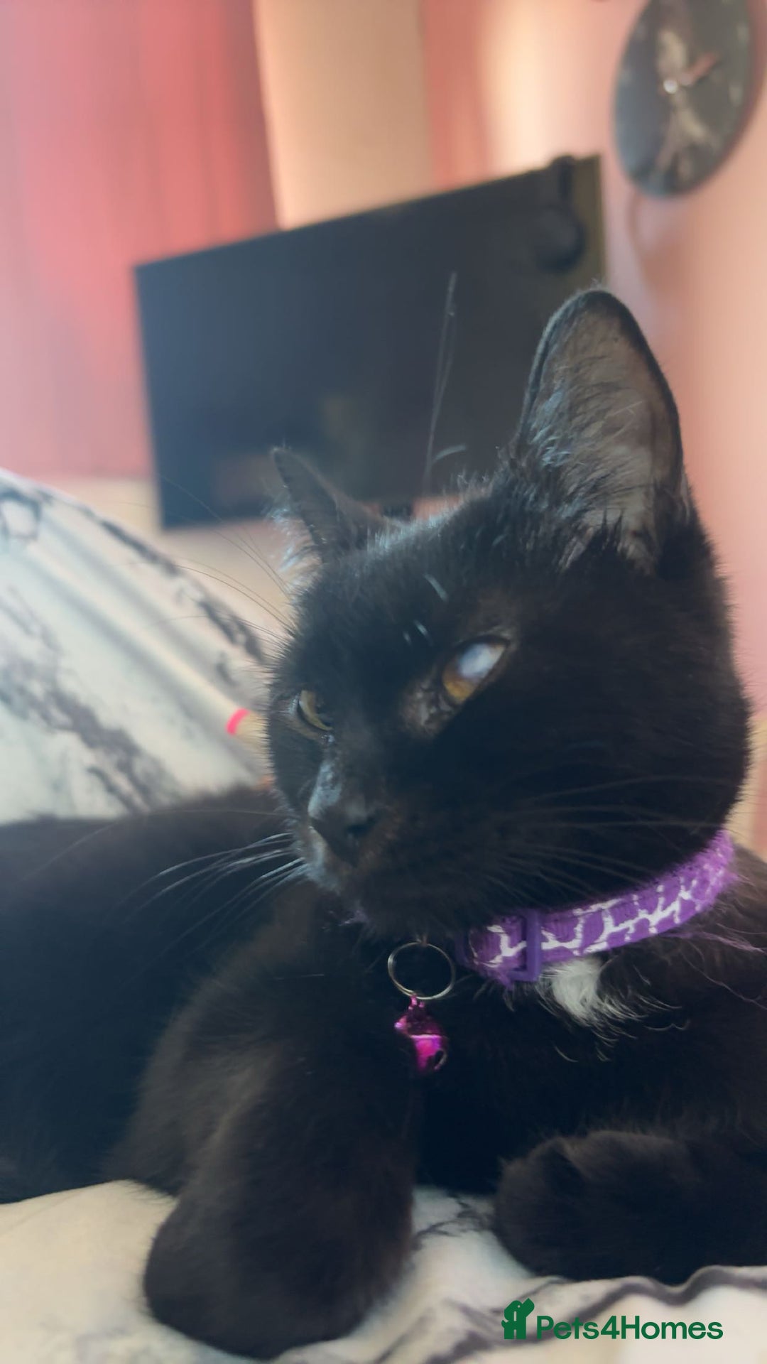 British Longhair cats for sale: British longhair cross ragdoll kittens for sale! - Image 2