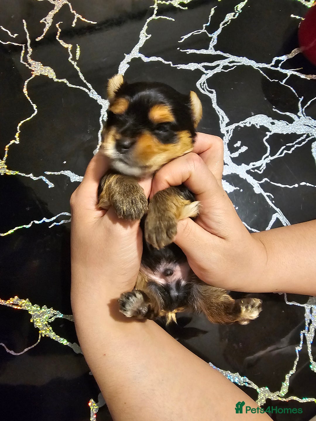 Yorkshire Terrier dogs for sale: Yorki baby - Advert 6