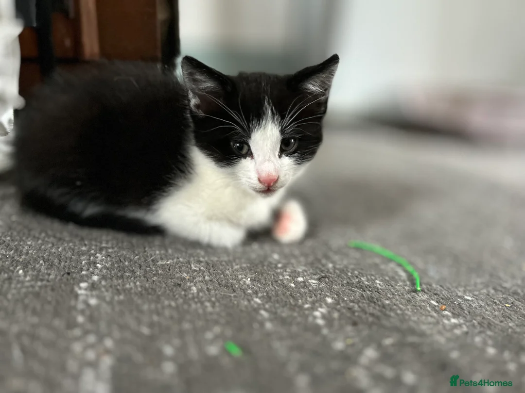 Mixed Breed cats for sale: Kittens are looking for a home  - Advert 17