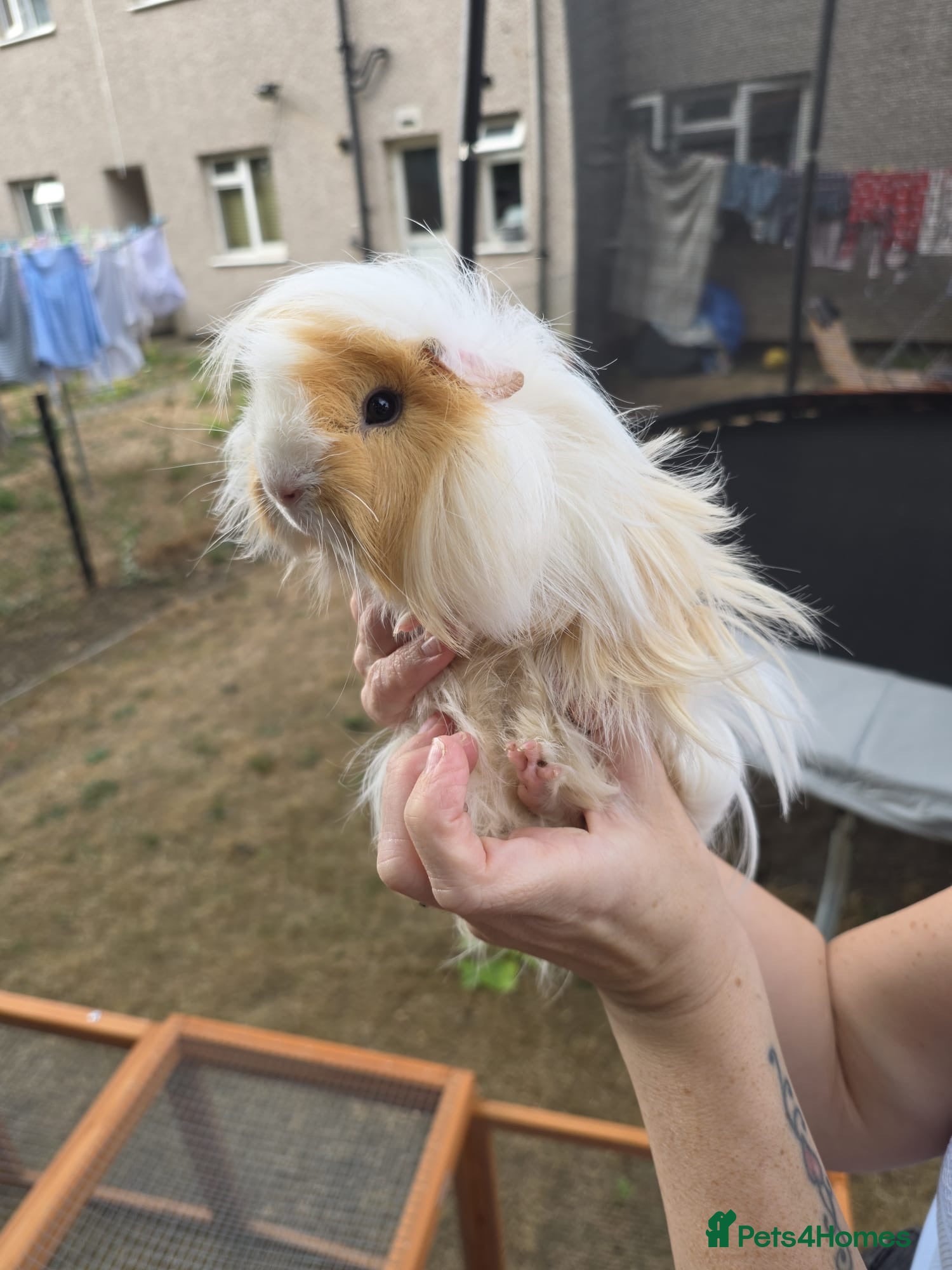 Guinea Pig rodents Two boy guinea pigs beautiful  - Advert 1