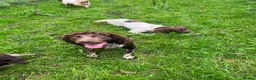 English Springer Spaniel dogs for stud: Liver and white Springer Spaniel for stud  - Advert 6