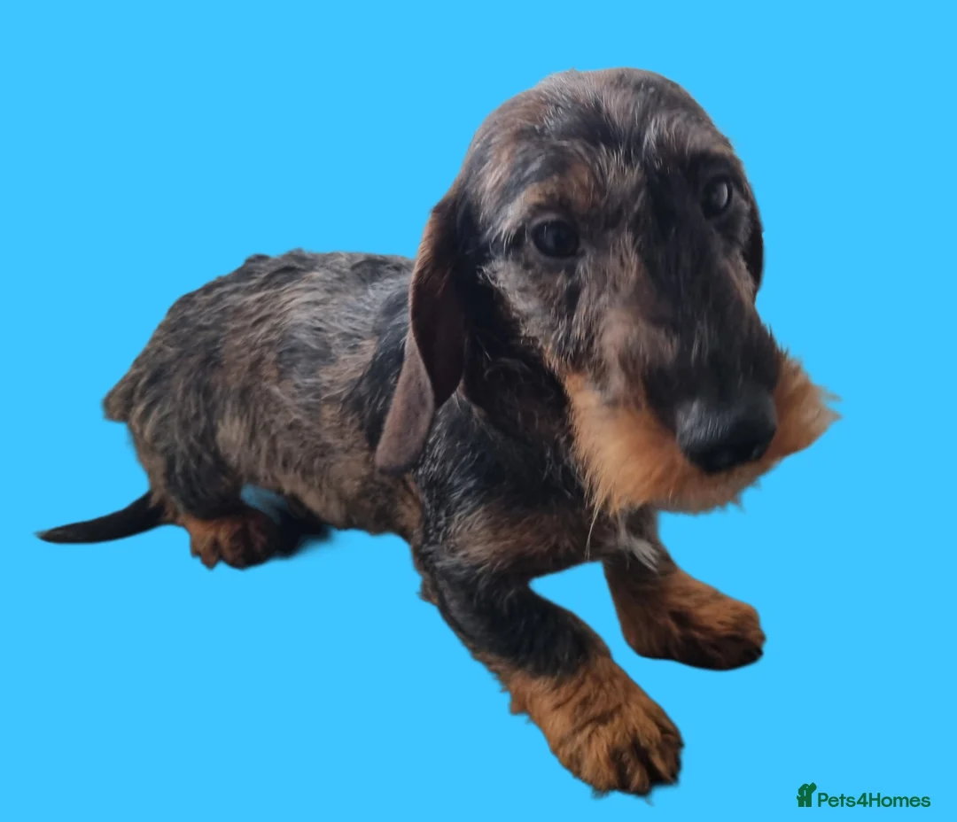 Miniature Dachshund dogs for stud: Wire Haired Dapple Dachshund Stud in Wolverhampton - Advert 3
