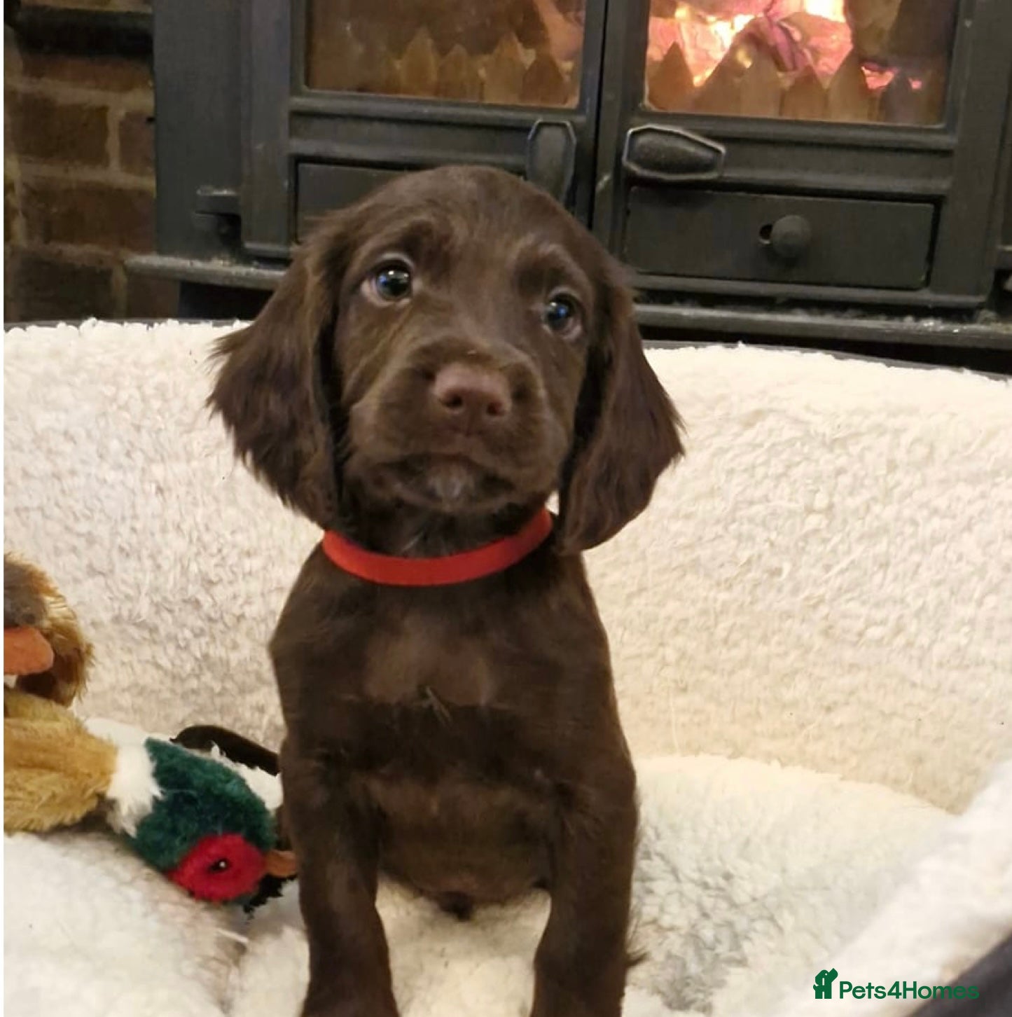 Sprocker dogs ⭐️Fully Health Tested F1 Sprocker Spaniel Puppies - Advert 14