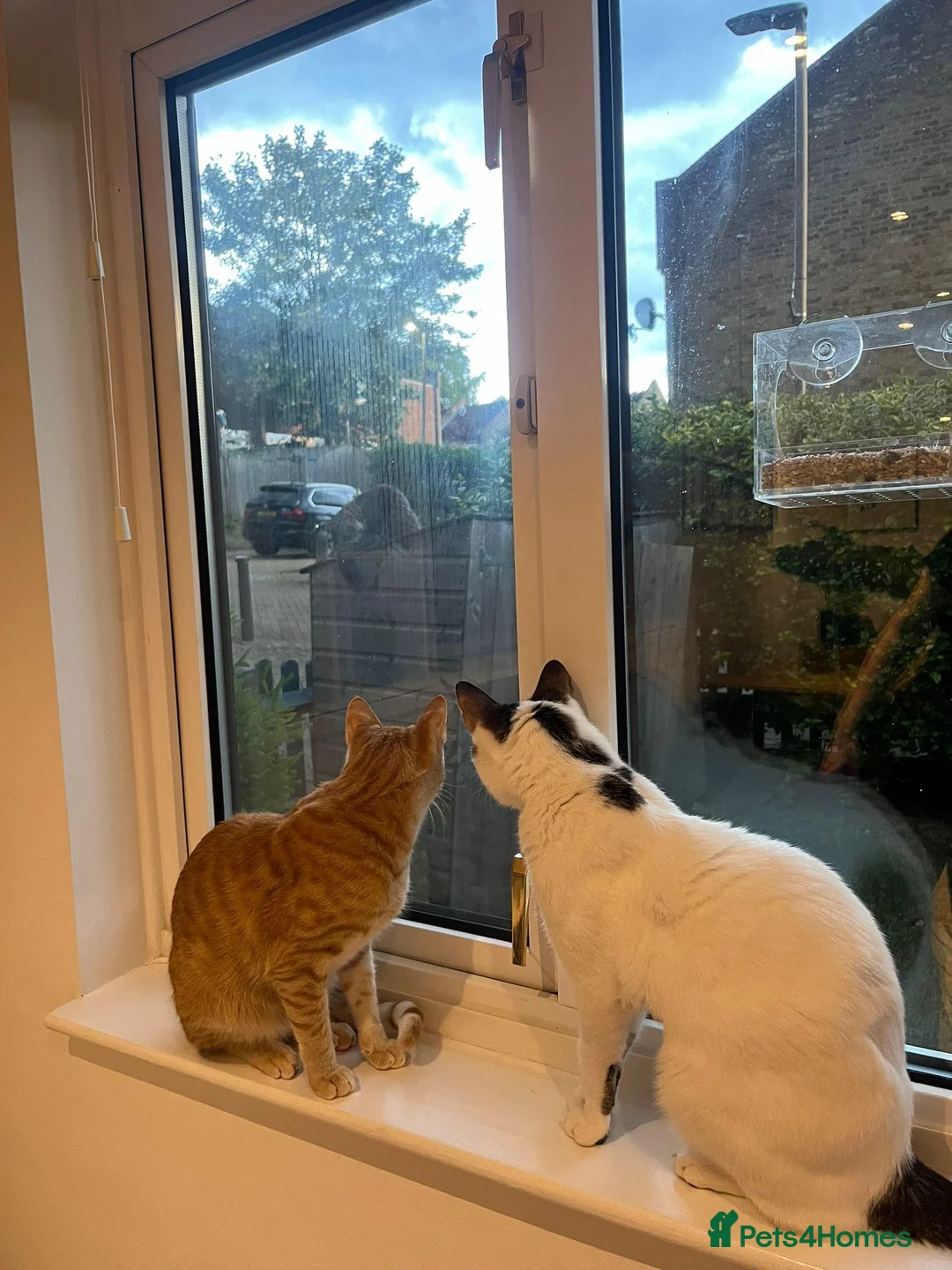 Arabian Mau cats for adoption: Two Bonded Rescue Cats for Adoption Together - Advert 15