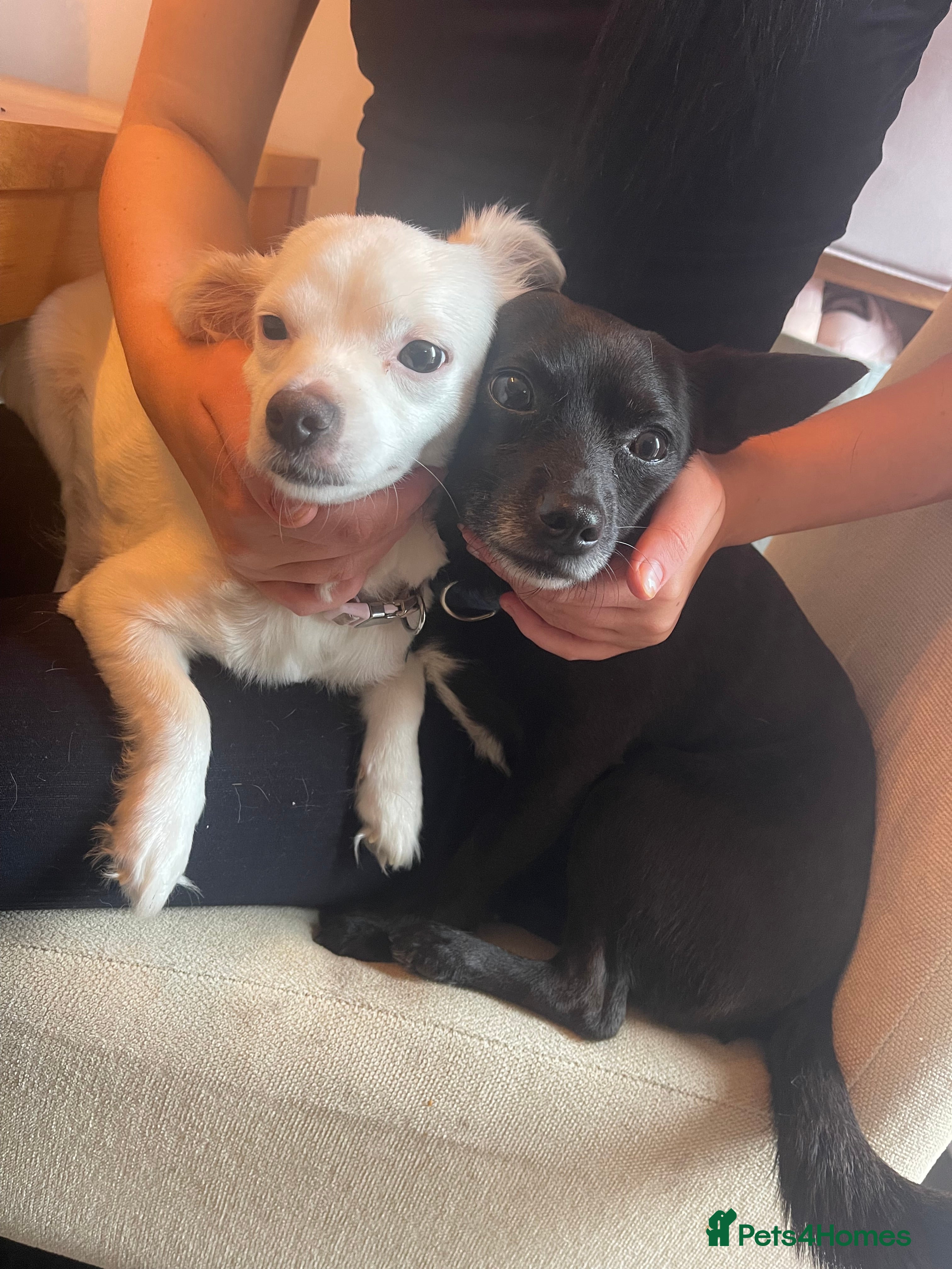 Mixed Breed dogs 3 puppies ready 21st November  - Advert 7