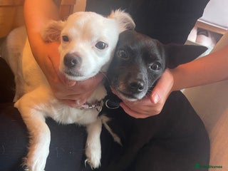 Mixed Breed dogs for sale - Advert 1