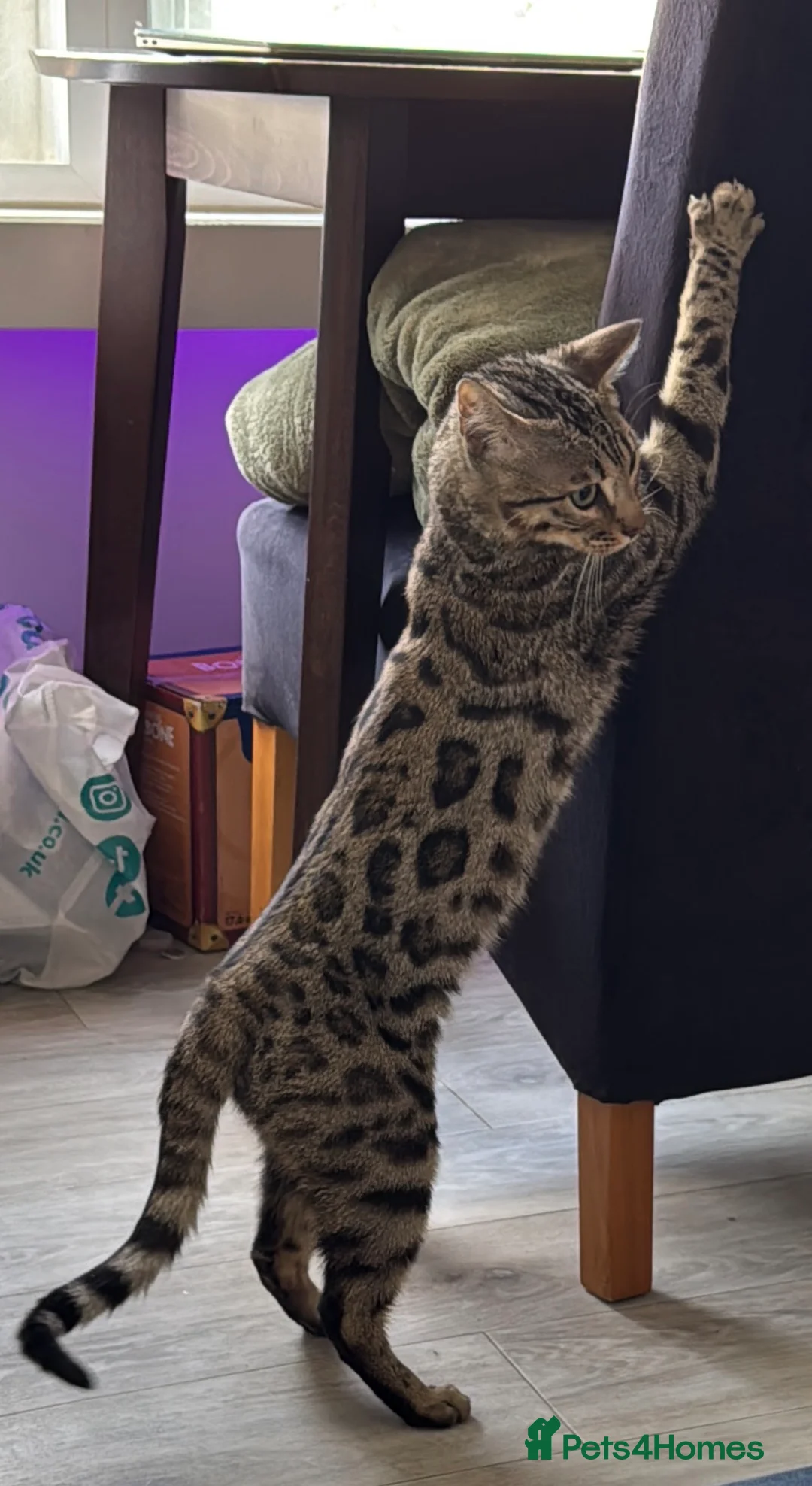 Bengal cats for sale: bengal - Advert 2