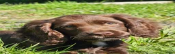 Sprocker dogs for sale: Male F1 sprocker pup - Advert 4