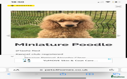 Labradoodle dogs for sale: Miniature Labradoodle Puppies,  - Image 12