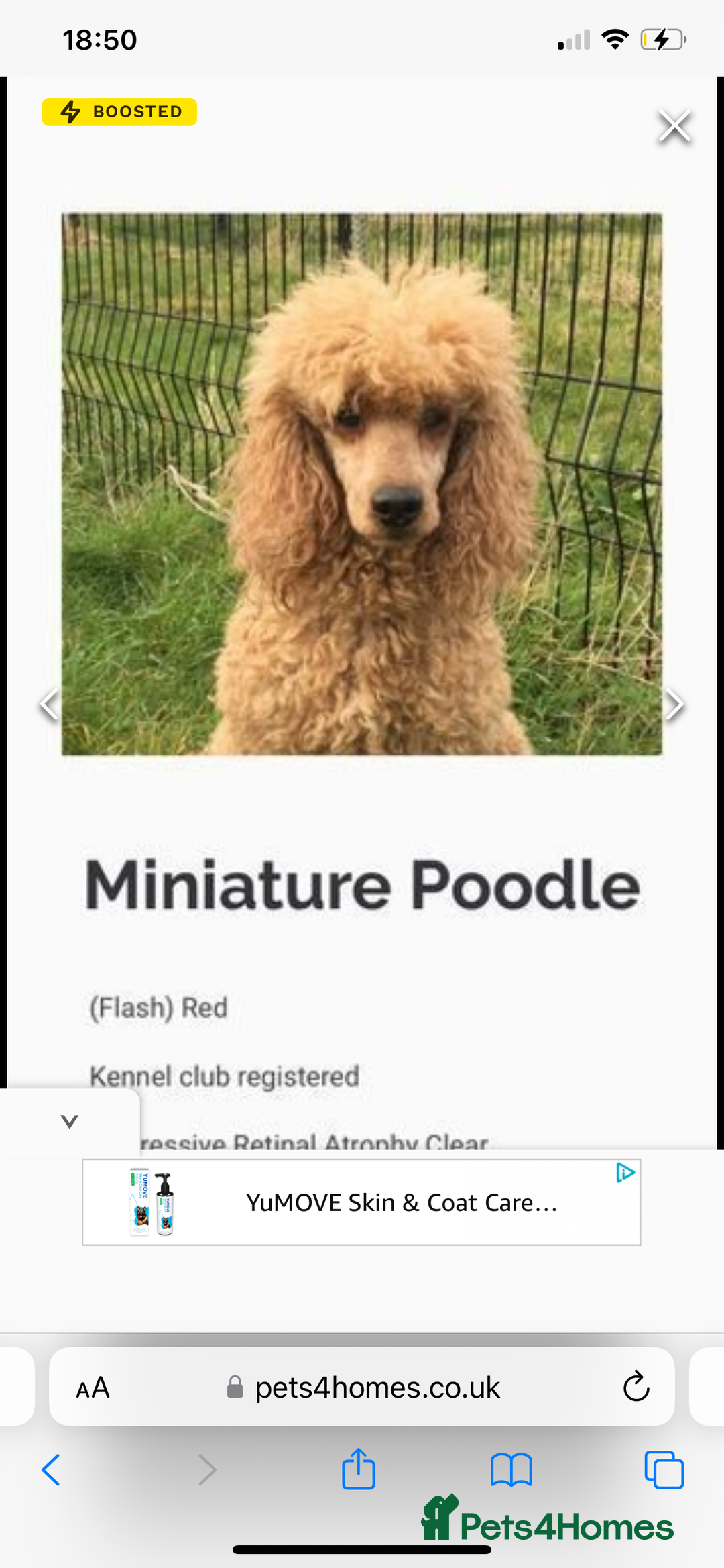 Labradoodle dogs for sale: Miniature Labradoodle Puppies,  - Image 12