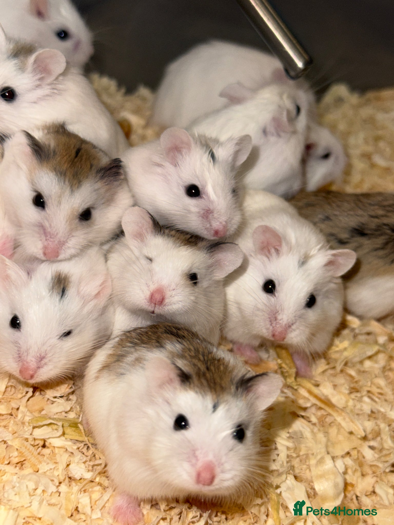 Hamster rodents for sale: Baby Roborovski Hamsters for Sale in St. Neots - Advert 6