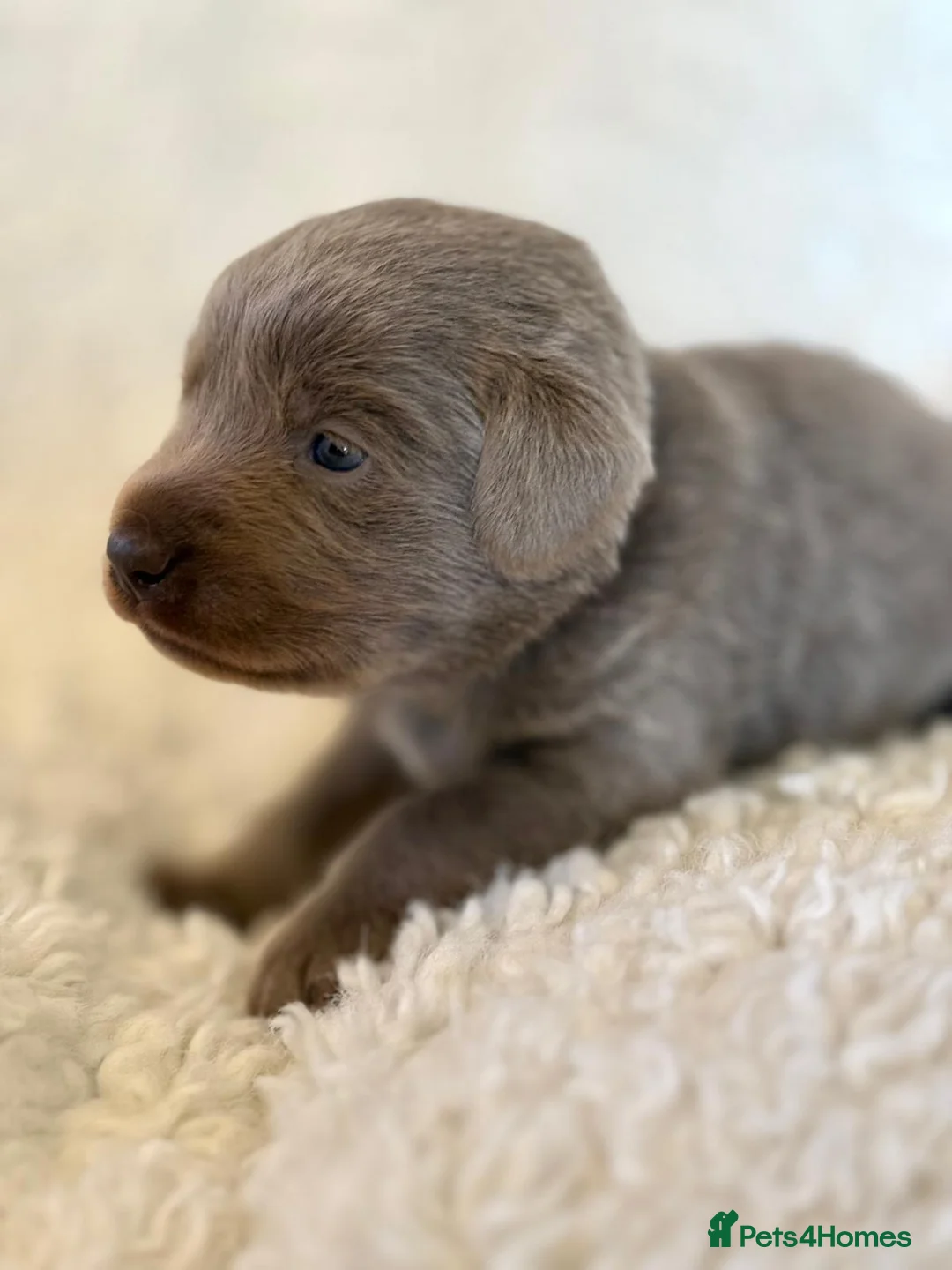 Labrador Retriever dogs for sale: KC Reg Labradors Fully Health Tested - Advert 2