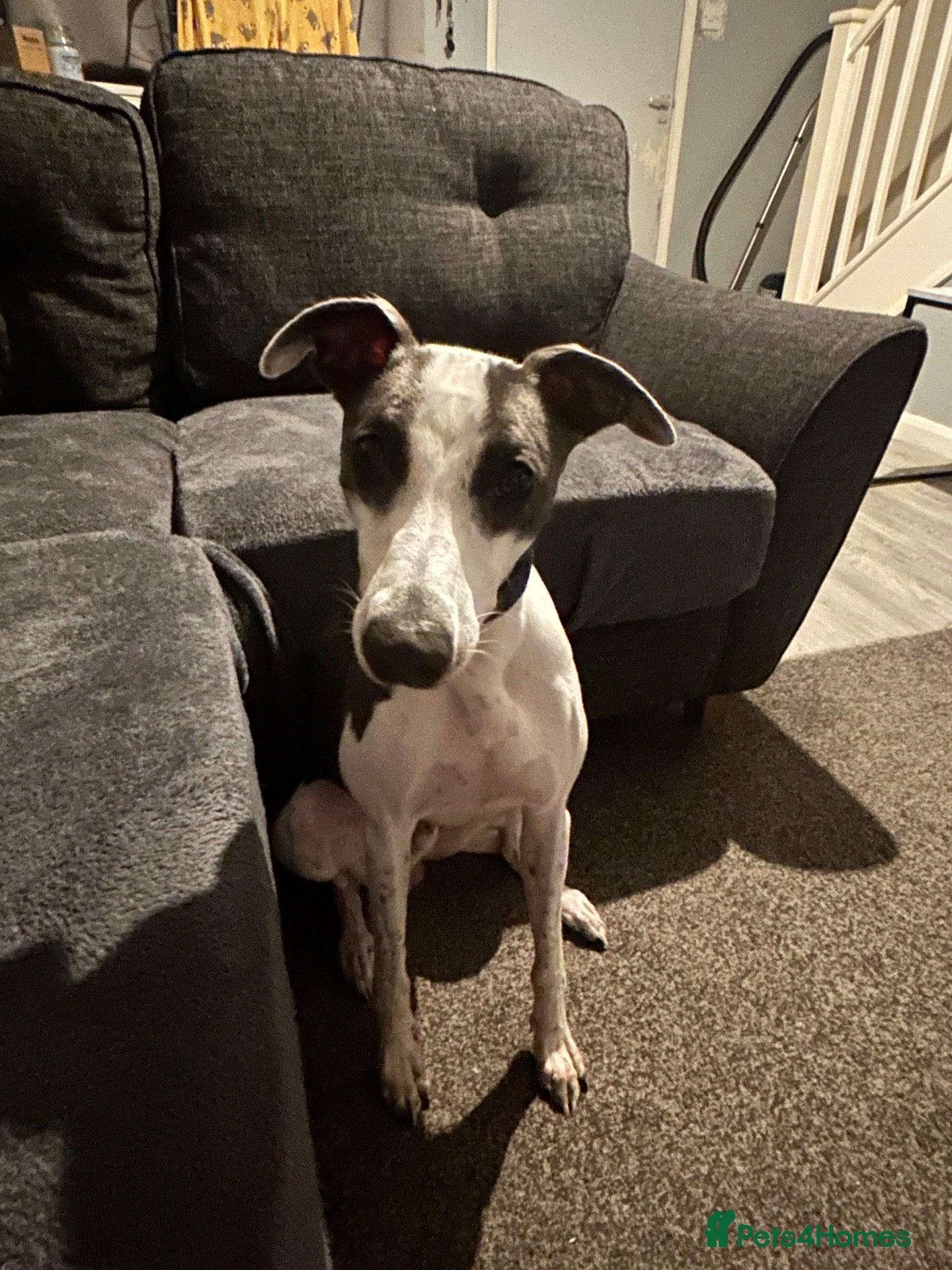 Whippet dogs Whippet for sale - Advert 1