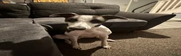 Whippet dogs for sale: Whippet for sale - Advert 1