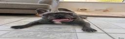 French Bulldog dogs for sale: Rehoming my gorgeous French Bulldog George - Advert 1
