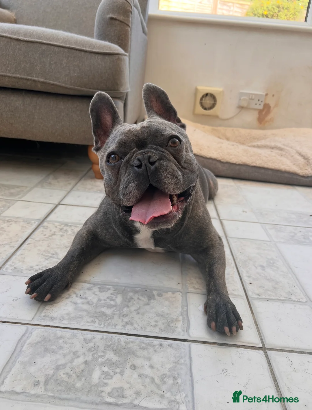 French Bulldog dogs for sale: Rehoming my gorgeous French Bulldog George - Advert 1