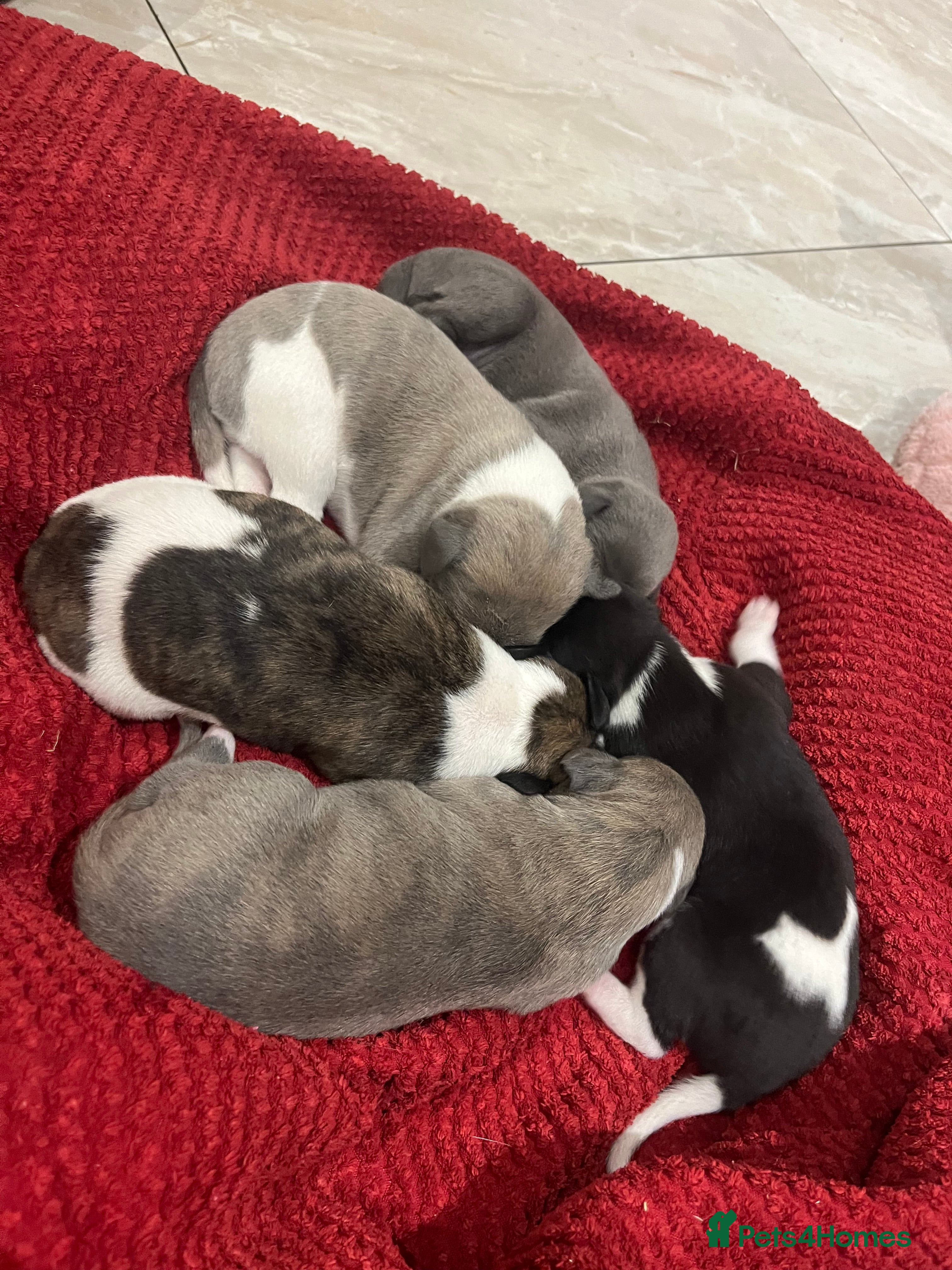 Whippet dogs KC Registered Whippets  - Advert 11