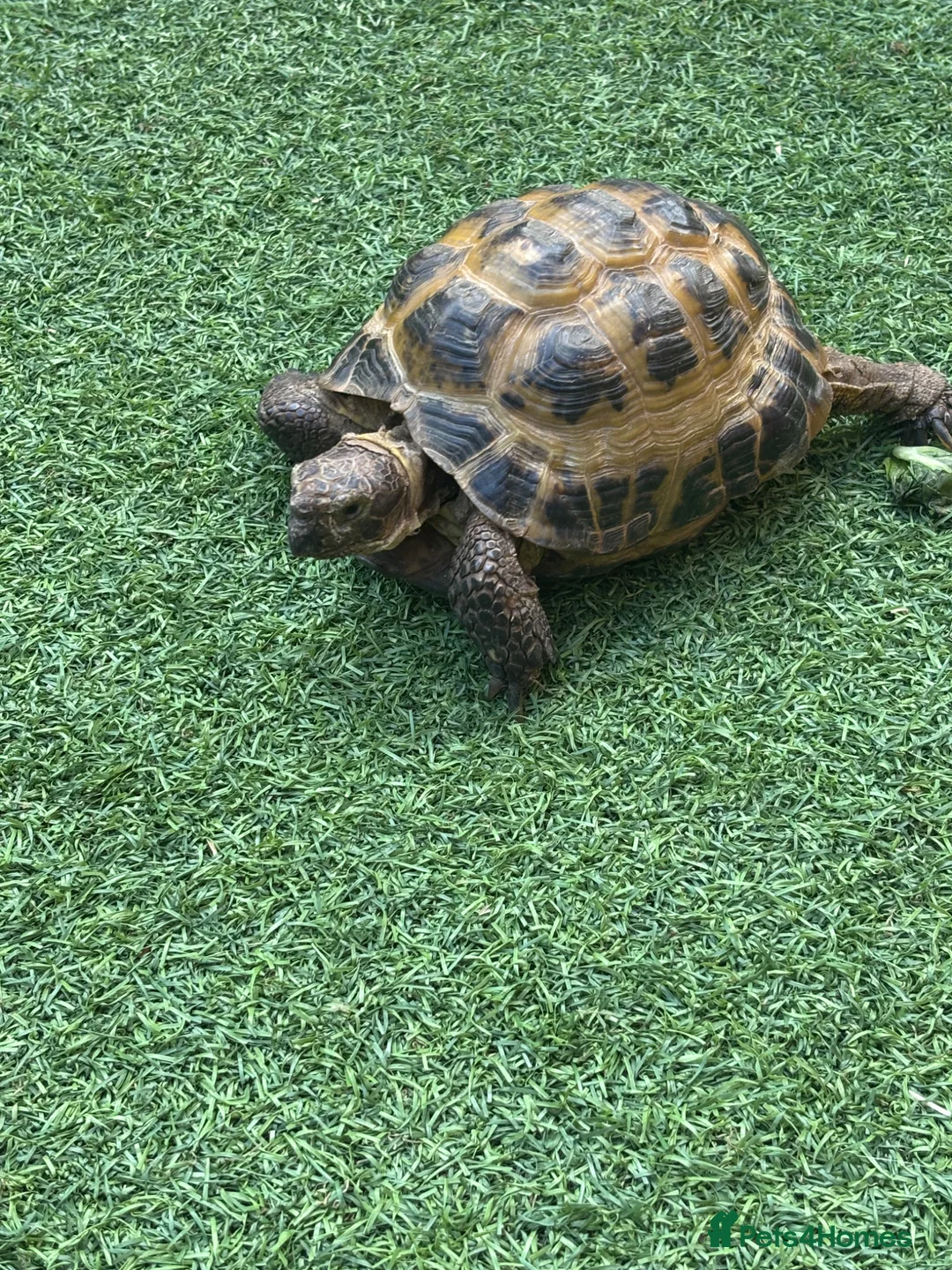 Tortoise reptiles for sale: Male horsfield 35 in Spalding - Advert 1