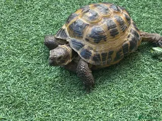 Tortoise reptiles Male horsfield 35 - Advert 10