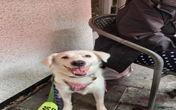 Mixed Breed dogs for adoption: Meet Cloud, currently residing in Cheshire  - Image 2