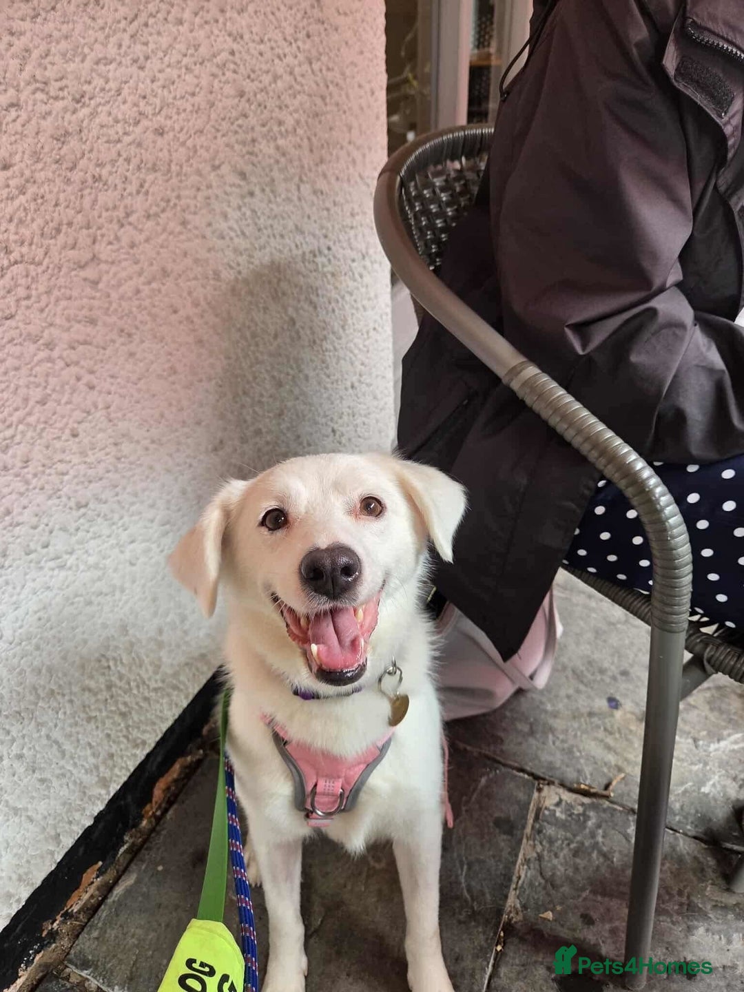 Mixed Breed dogs for adoption: Meet Cloud, currently residing in Cheshire  - Image 2