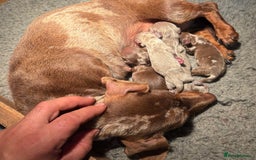 Miniature Dachshund dogs for sale: Stunning kc miniature dachshunds  - Image 3