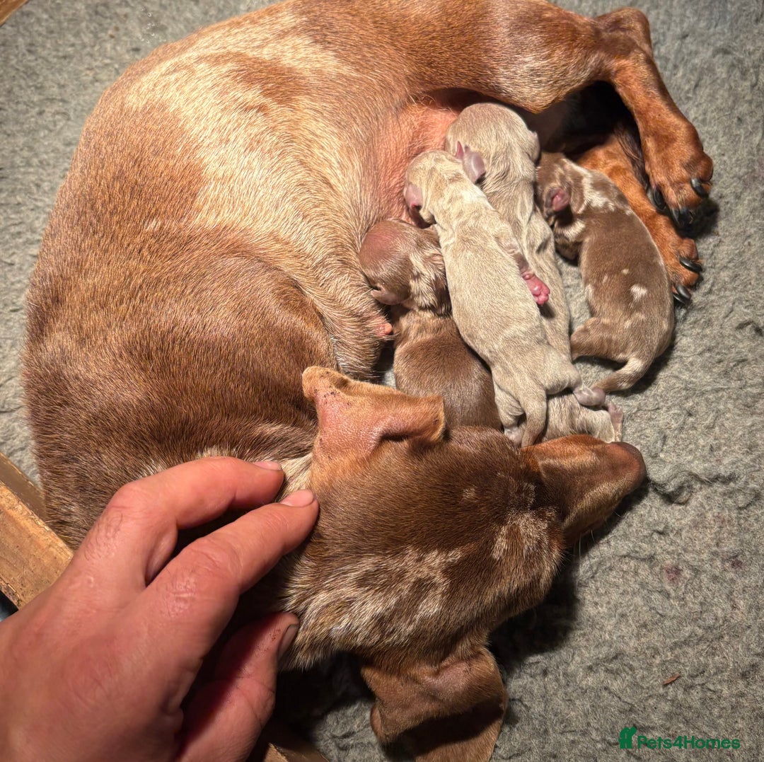 Miniature Dachshund dogs for sale: Stunning kc miniature dachshunds  - Image 3