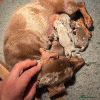 Miniature Dachshund dogs - Advert 9