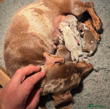 Miniature Dachshund dogs - Advert 2