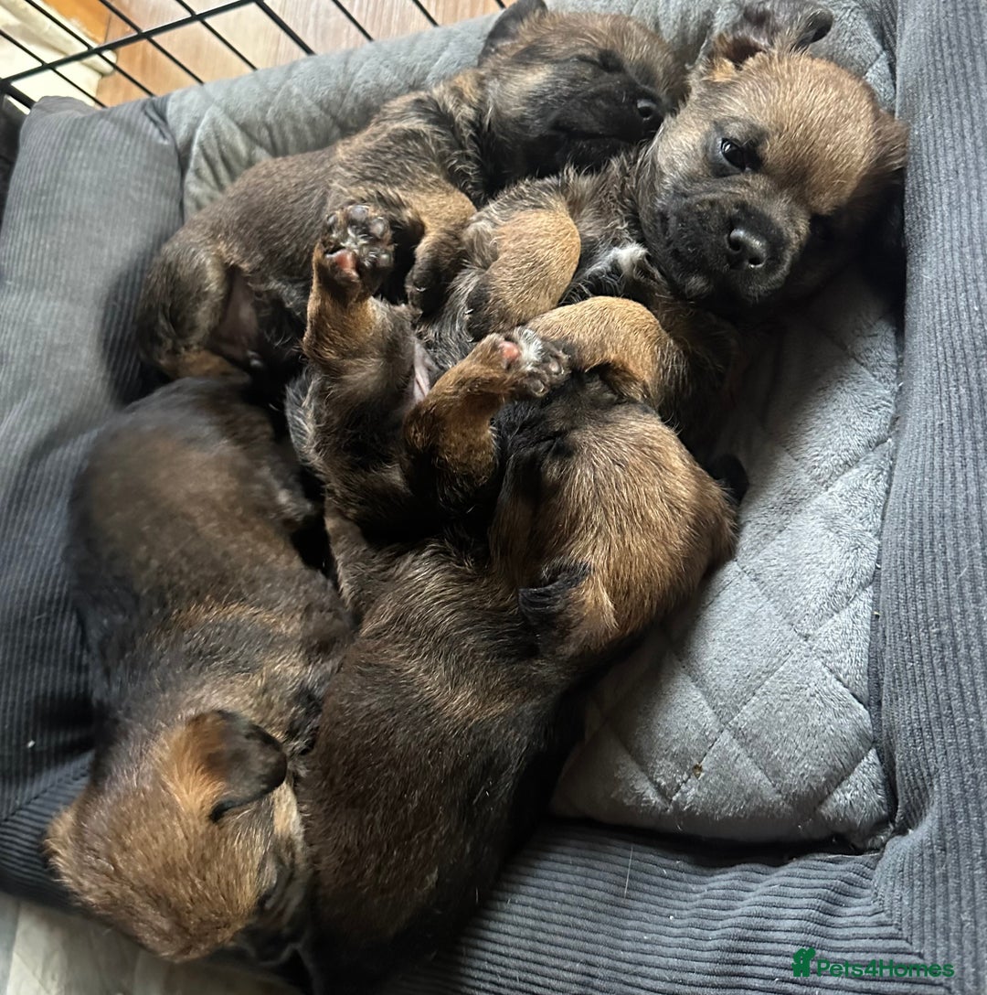 Border Terrier dogs for sale: Stunning litter of border terrier puppies  - Image 8