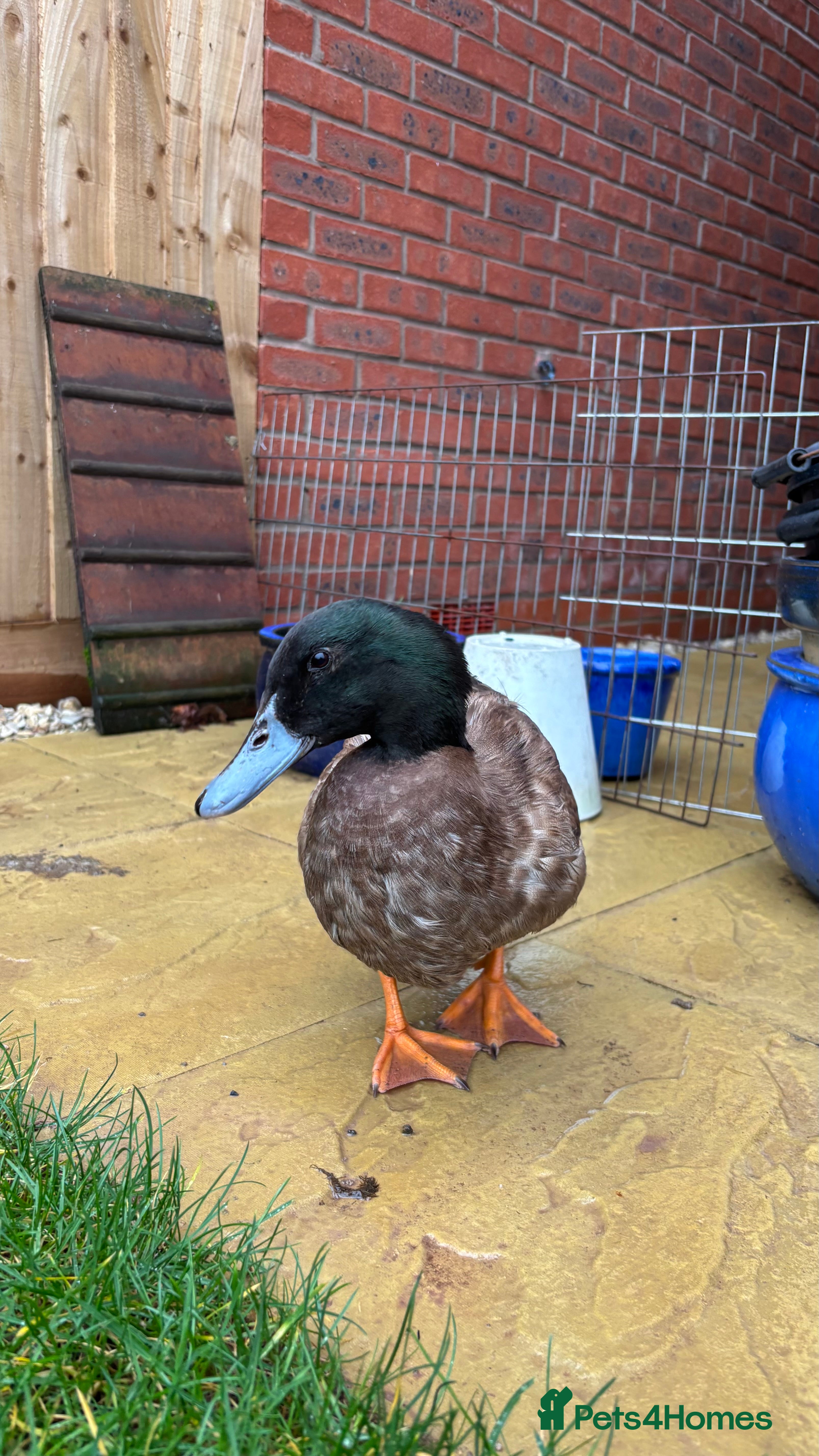 Ducks poultry Male Khaki Campbell Duck for FREE - Advert 1