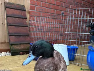 Ducks poultry Male Khaki Campbell Duck for FREE - Advert 18