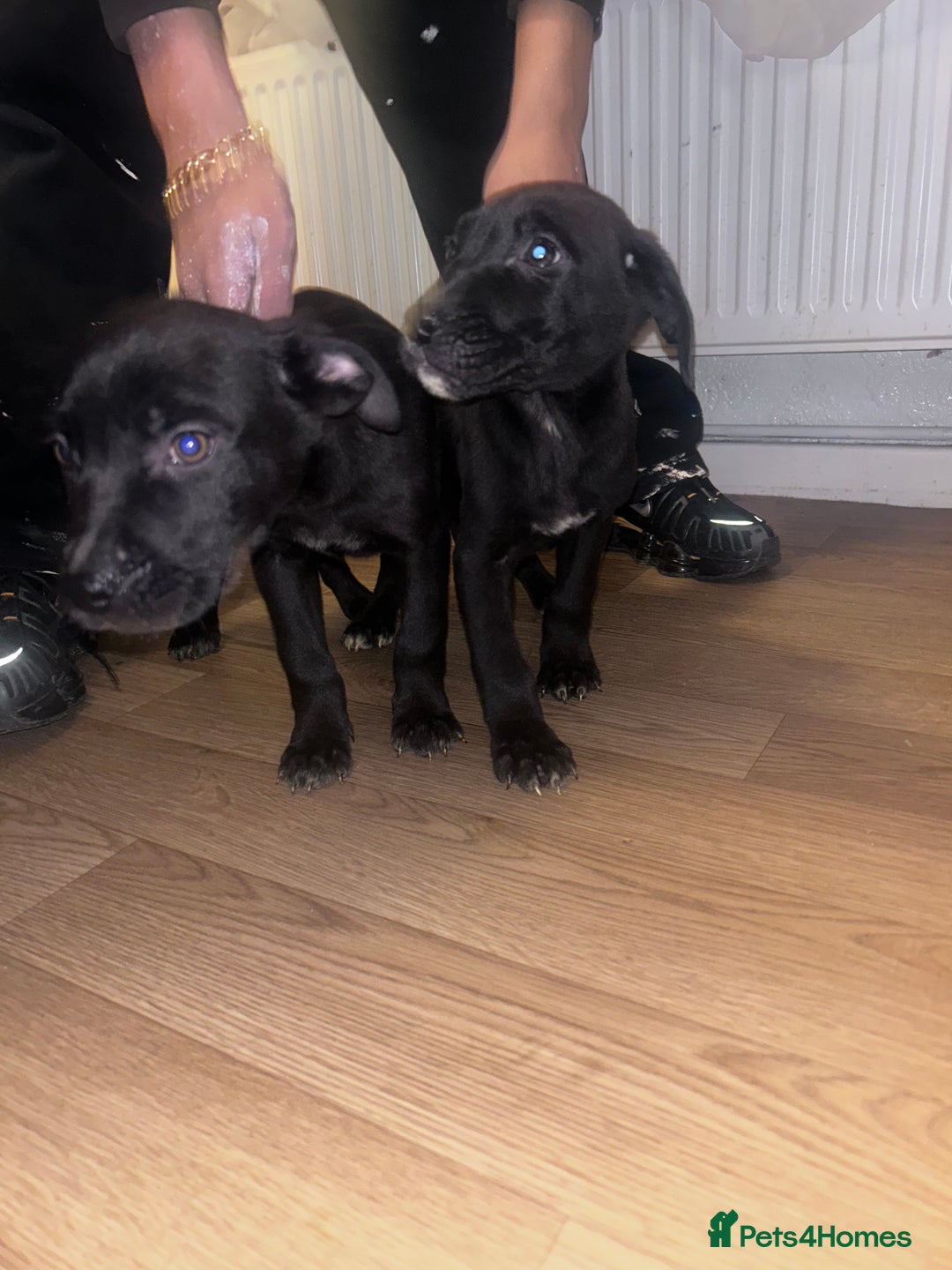 Mixed Breed dogs for sale: Staffy x German shepherd  - Advert 4