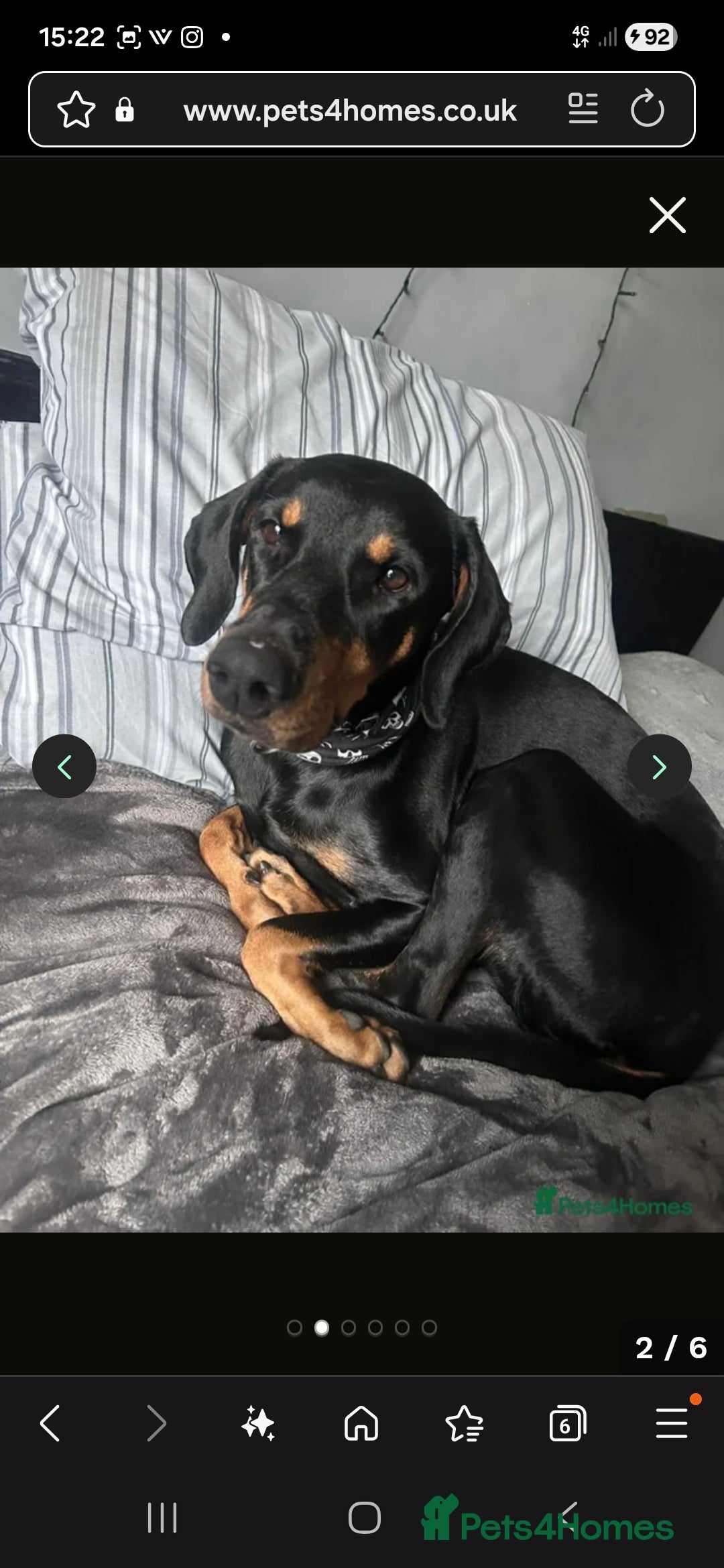 Dobermann dogs for sale: Female doberman  - Advert 4