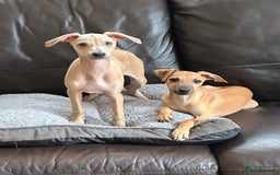 Italian Greyhound dogs for sale: Kc registered Italian greyhound puppies - Image 13
