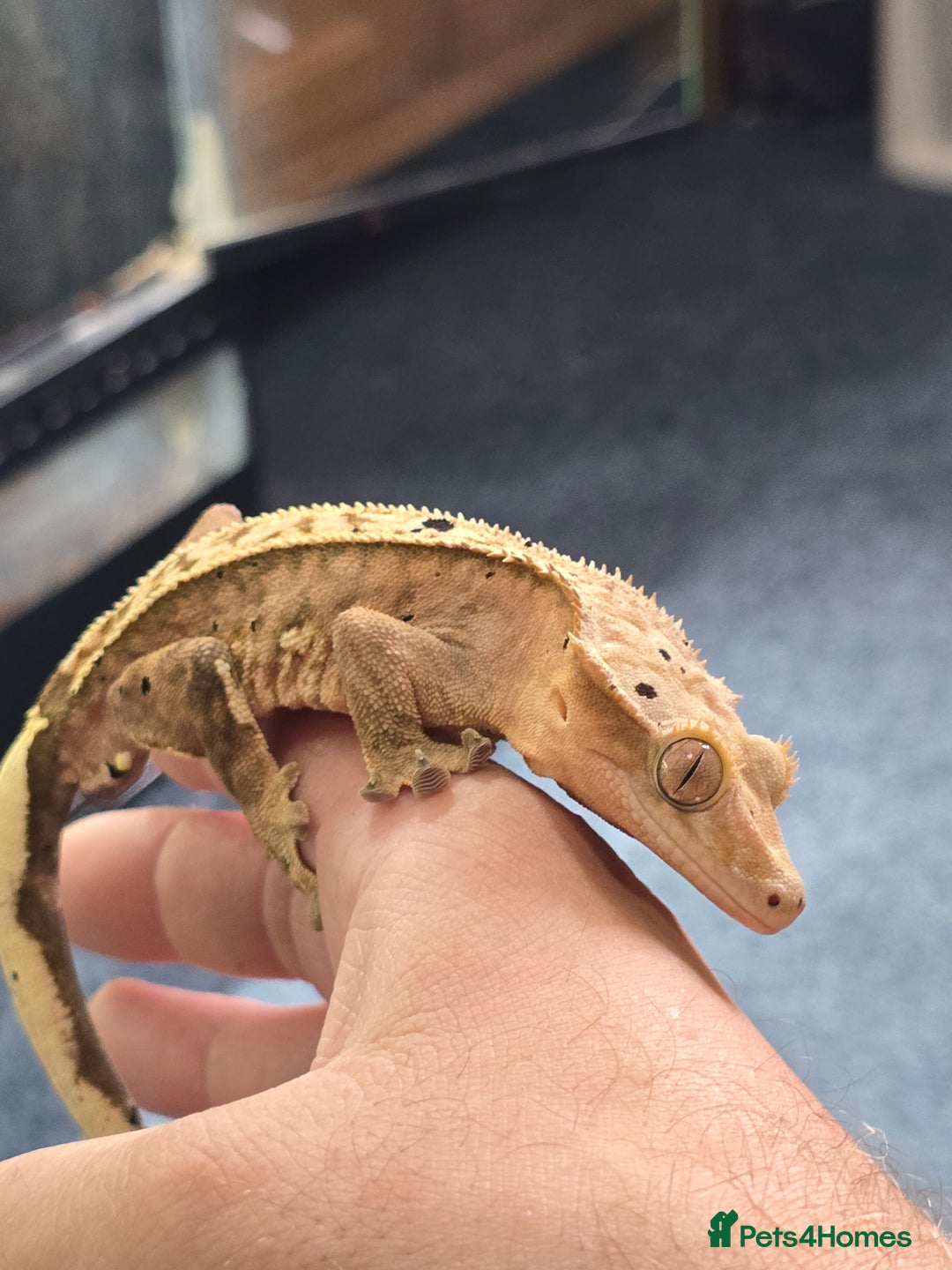 Gecko reptiles for sale: Breeding pair of crested geckos  - Image 7