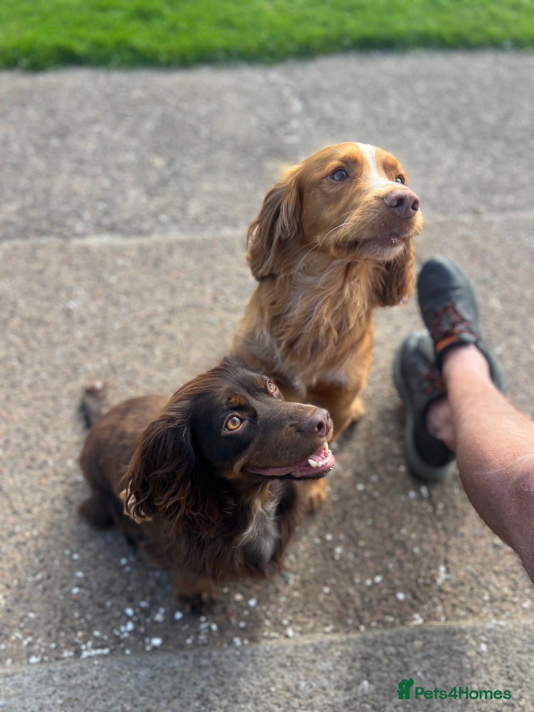 Cocker Spaniel dogs for sale: KC Registered Working Cocker Spaniels  - Advert 10