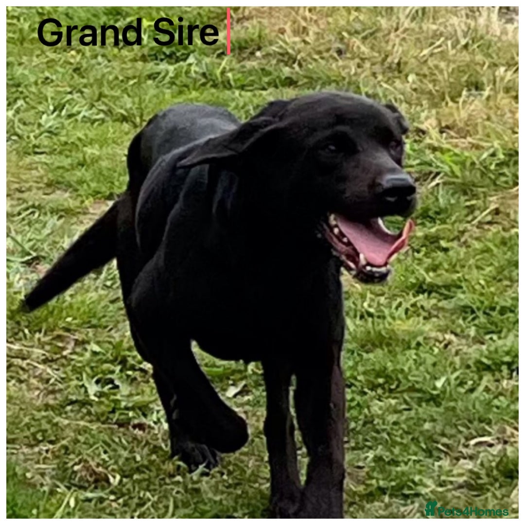 Labrador Retriever dogs for sale: Beautiful KC pups, health tested & superb lineage - Advert 15