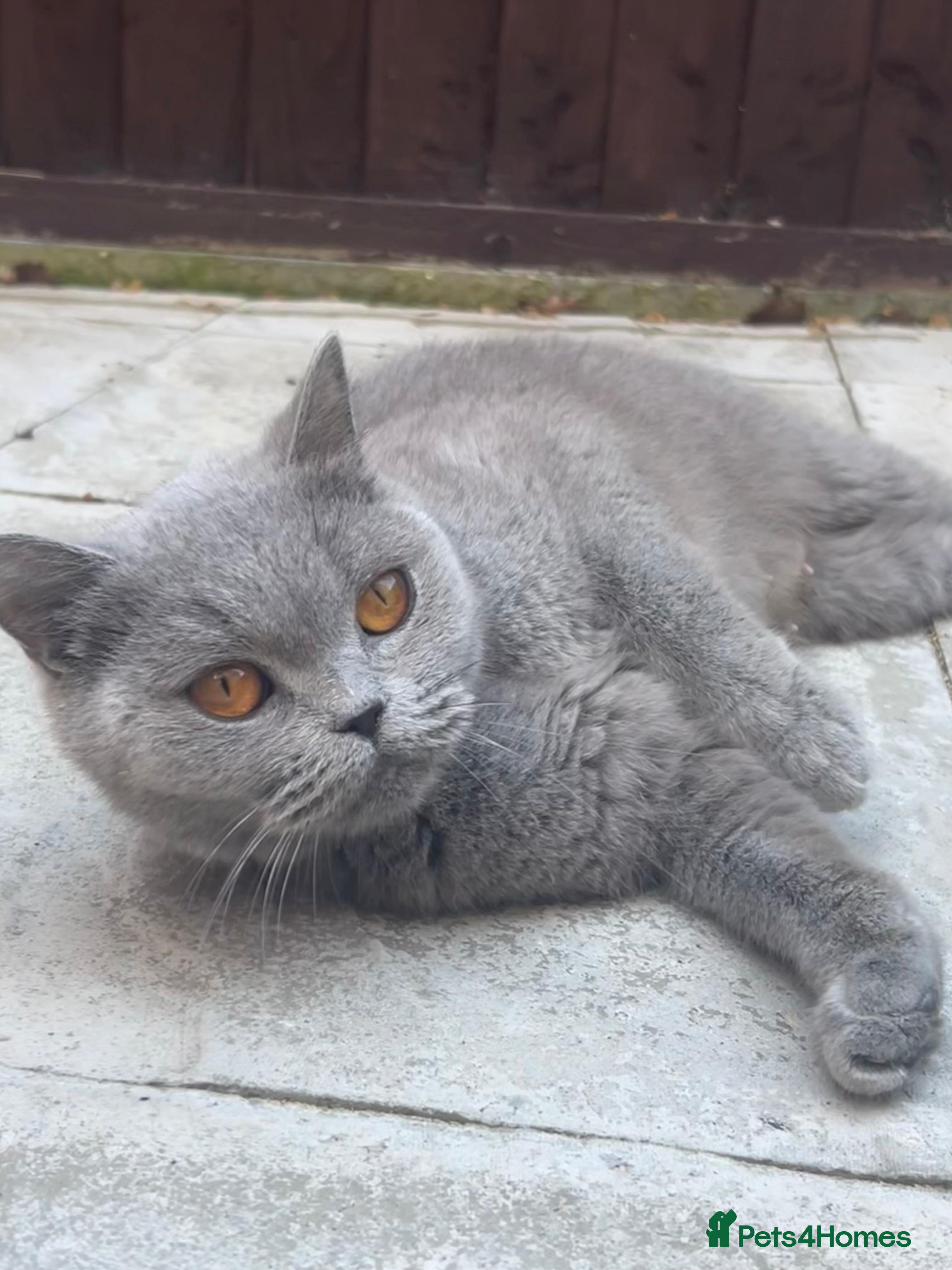British Shorthair cats Active GCCF REGISTERED QUEEN💞 - Advert 1