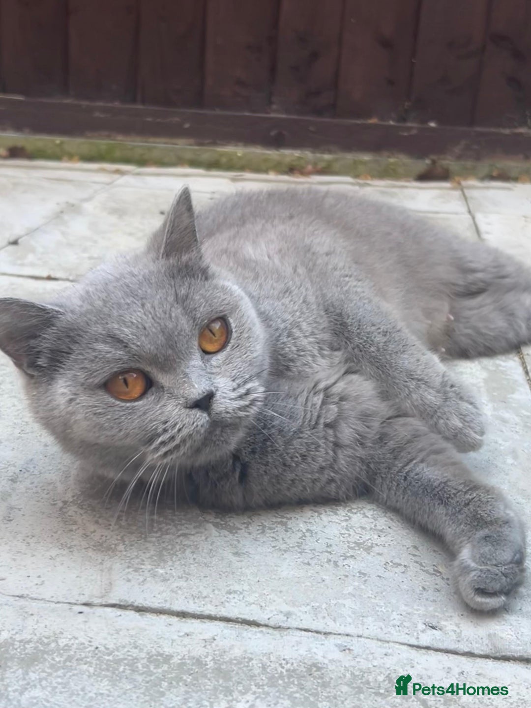 British Shorthair cats for sale: Active GCCF REGISTERED QUEEN💞 - Advert 1