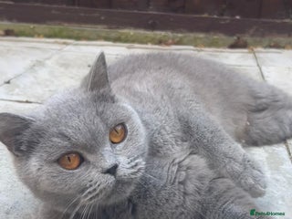 British Shorthair cats Active GCCF REGISTERED QUEEN💞 - Advert 1