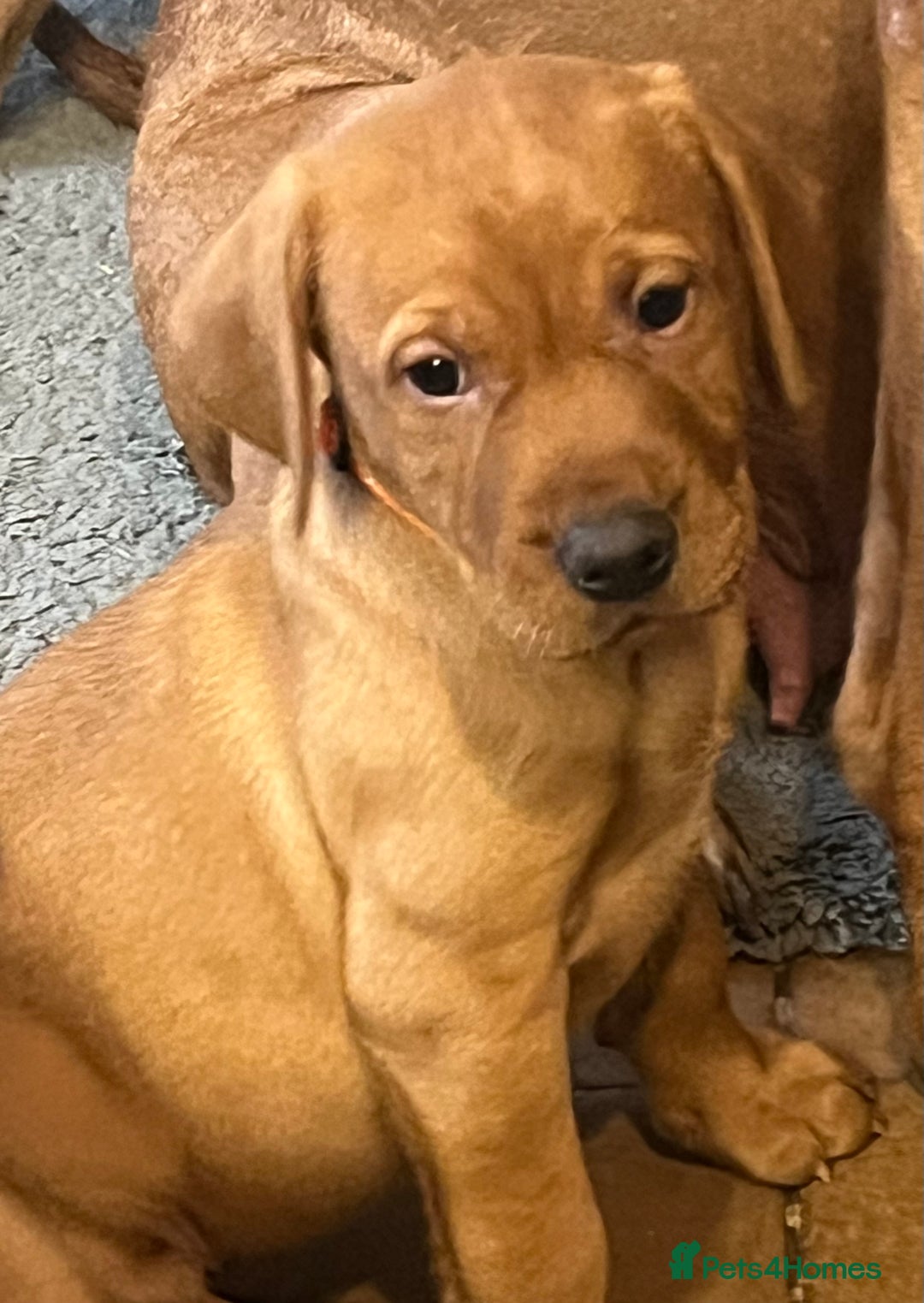 Mixed Breed dogs for sale: HUNGARIAN VIZSLA x FOX RED LABRADOR  - Advert 11
