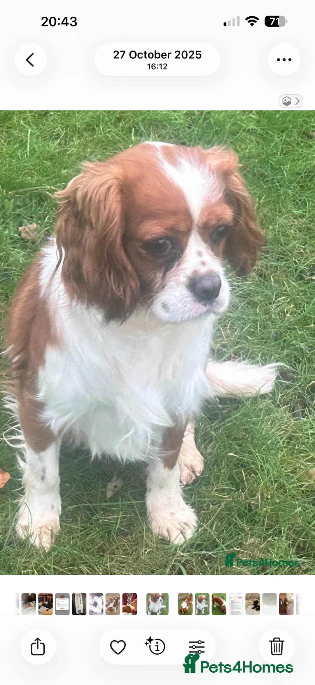 Cavalier King Charles Spaniel dogs for stud: Fully Health tested Cavalier at stud  - Advert 3
